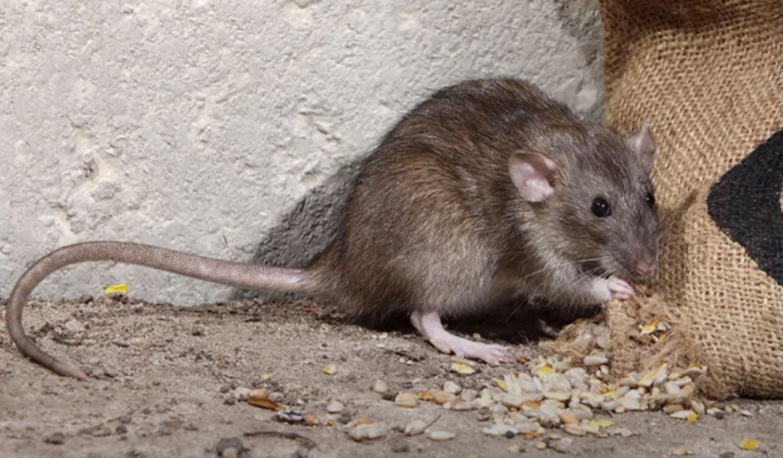 фото: Профессиональная дератизация в Красногорске: <br/>+7-909-173-42-96