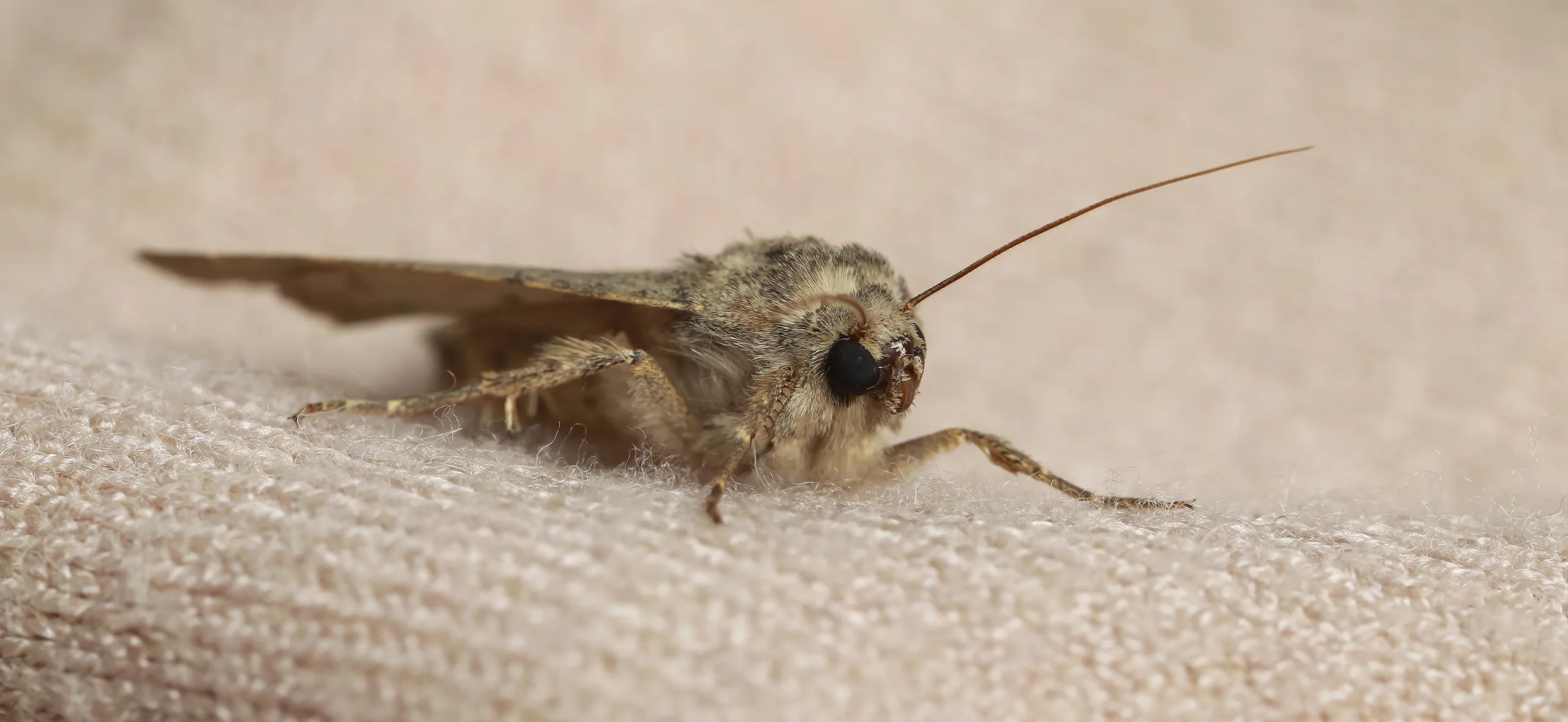 фото: Профессиональная обработка от моли в Красногорске: <br/>+7-909-173-42-96